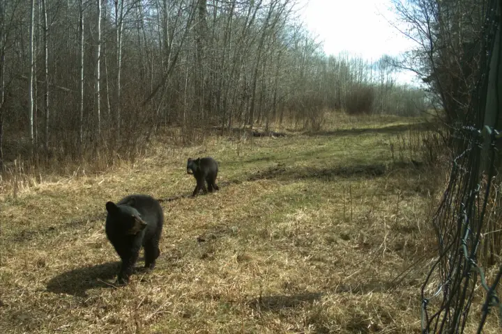 Did you know Elk Island National Park has black bears?