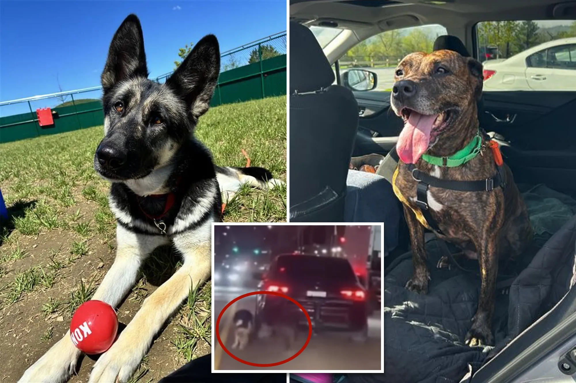 Two dogs dragged by heartless owner behind car on NYC street have recovered, ready for new homes