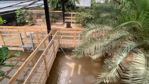 Man arrested after boy injured in zoo crocodile enclosure