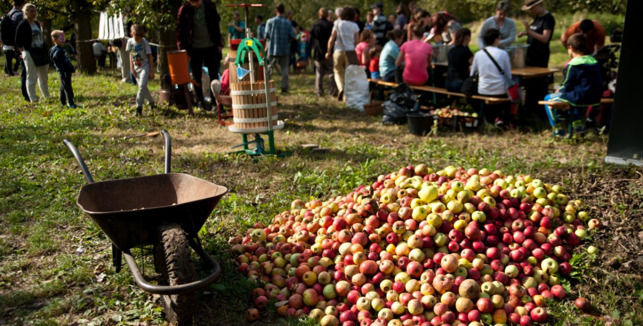 Looking for Fresh and Free Fruit? Head to the Orchards: There Are 70 in Prague!