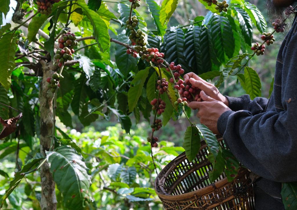 Vodič kroz istoriju kafe – od prvog zrna do najpoznatijeg napitka
