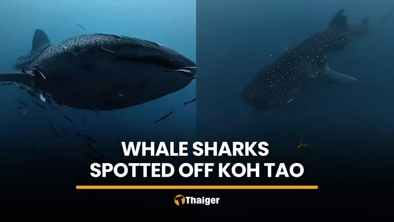 Double whale shark sighting delights divers off Koh Tao