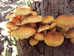 Ila’s Top Tips for Tip Top Mushroom Cultivation in Logs