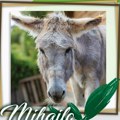 Nišlije došle na sjajnu ideju! Zoo planet pokrenuo virtuelno udomljavanje životinja! Tu je i magarac Mihajlo koji je plakao kao kiša, a s njim i cela Srbija!