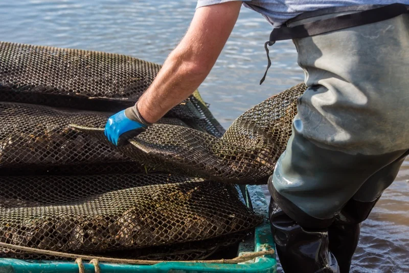 Morocco lifts year-long Dakhla shellfish restrictions imposed over marine toxins