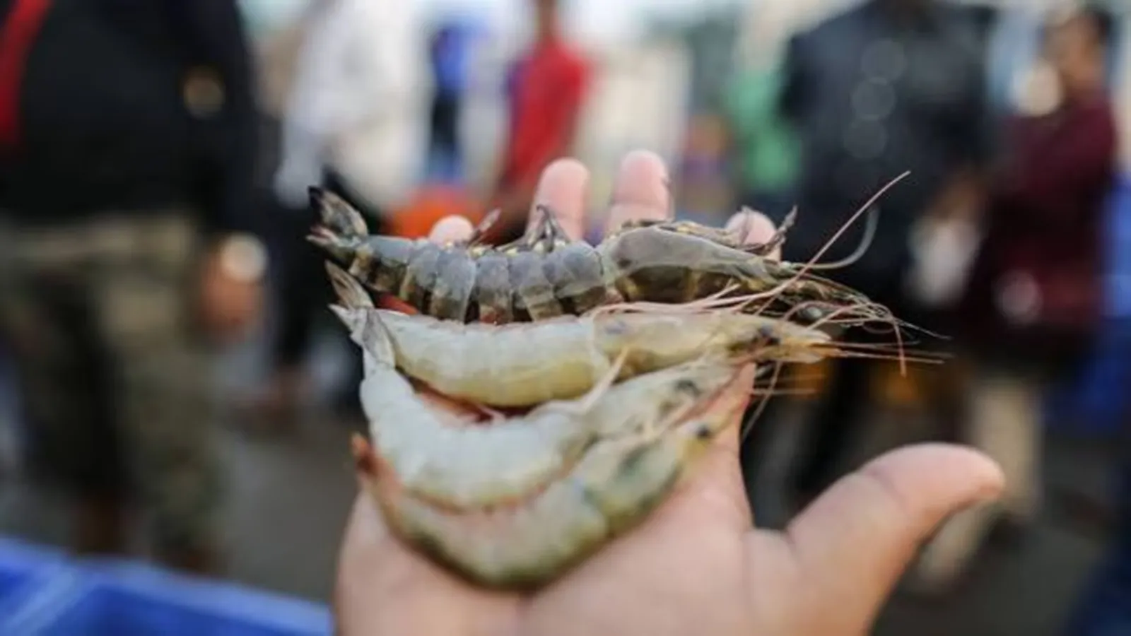 Where wheat failed, shrimp thrived: Punjab woman turns saline fields into success story