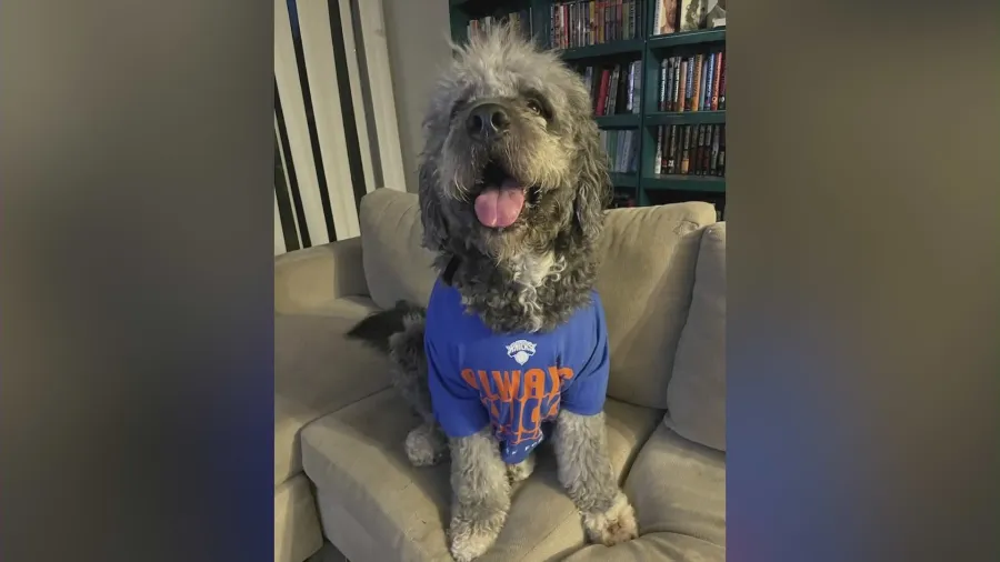 New York Knicks win may have prompted police call that led to fatal shooting of L.A. family's dog