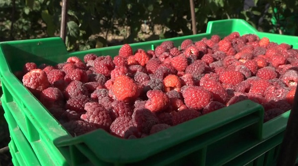 U SRPSKOJ MALINI PRONAĐEN HEPATITIS A, PROBLEM PRED POČETAK BERBE?