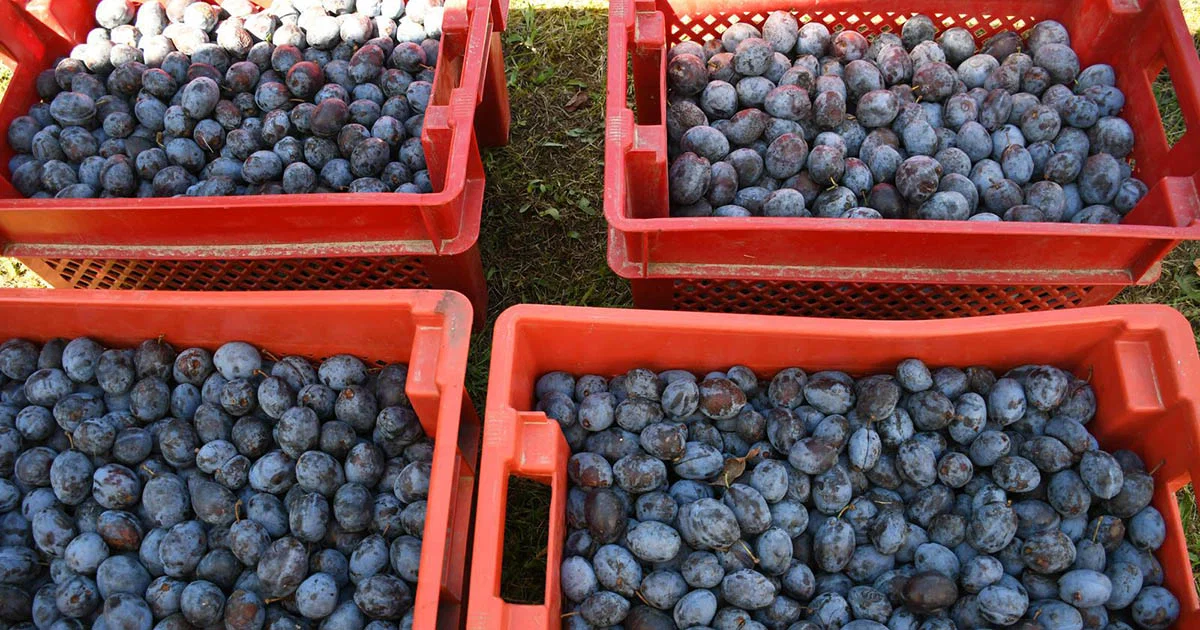 Voćari ne pamte lošiju godinu: Cijena šljive “nemoguća”, a dnevnice porasle
