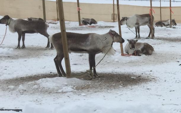 3 reindeer herding farms in Lapland accused of money laundering, hunting offences