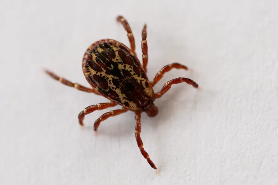 California resident infected with rare tick-borne illness, officials confirm