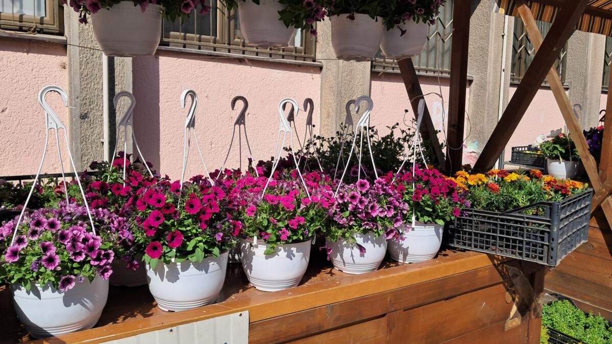 CVETNA GROZNICA U VRANJU: Bombonice, georgine i petunije najtraženije, a evo koje su cene