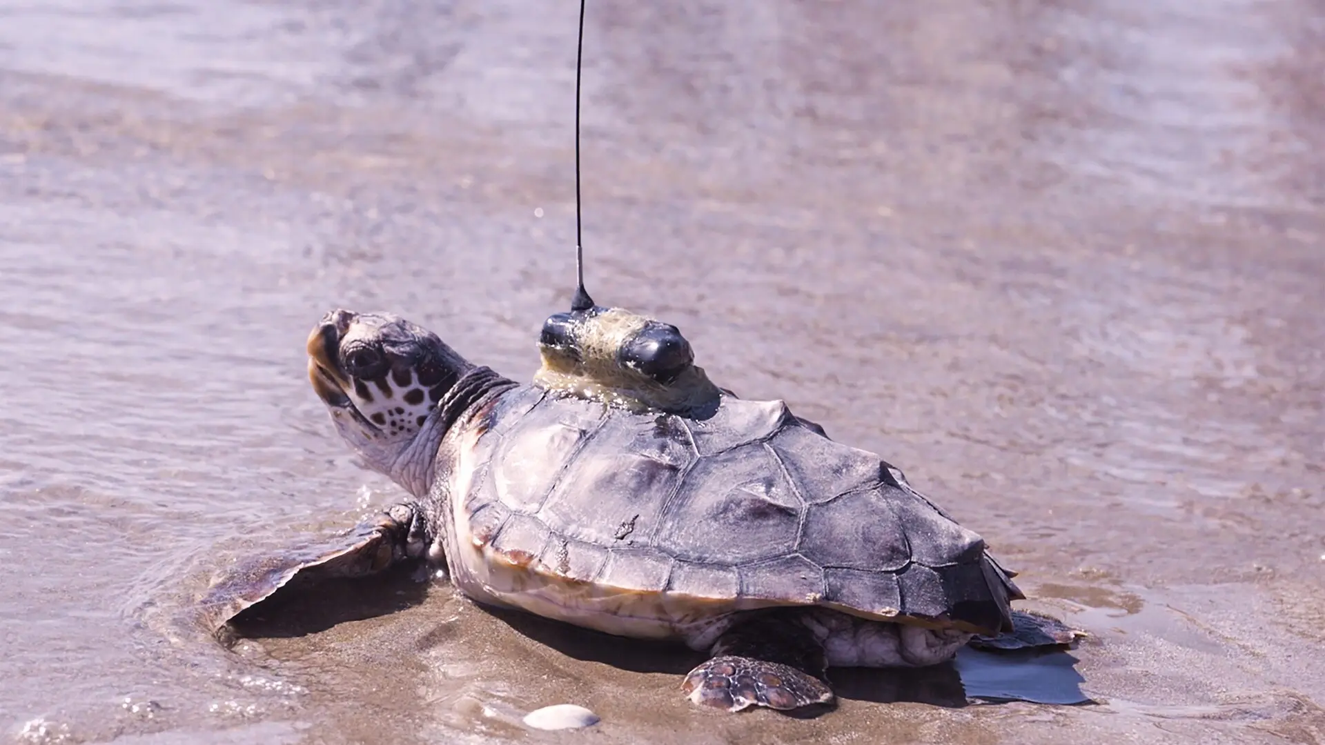 Menorquina vuelve al mar... con GPS: la tortuga boba de El Puig regresa con un rastreador para seguir su periplo por el Mediterráneo 