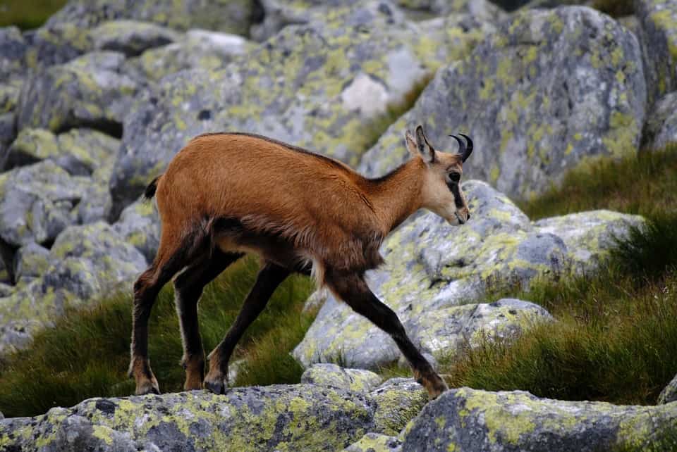 Chamois – a symbol of the Pyrenees: variations, habits and characteristics