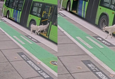(VIDEO) Neverovatna scena u gradskom prevozu: Dve koze se prošvercovale u autobus - vozač nije mogao da veruje šta vidi ''Najčudnija stvar u mojoj karijeri''