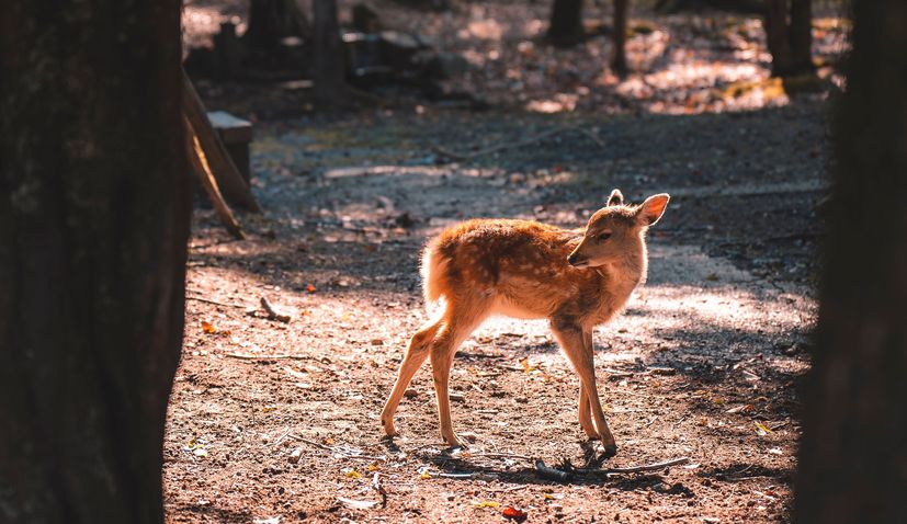 Visiting Croatia this summer? Important advice about baby wild animals