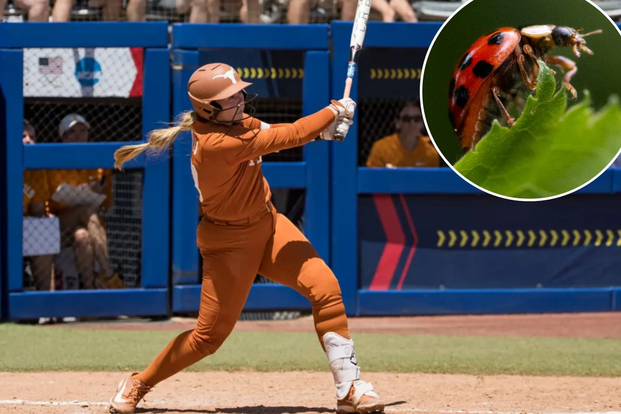Texas softball riding star’s wild lady-bug-eating superstition all the way to NCAA final