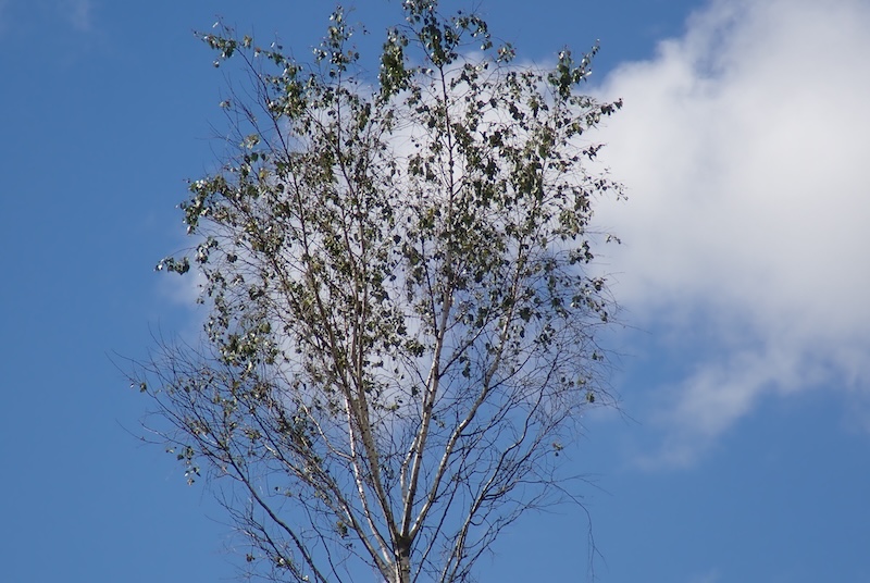 Mysterious leaf loss affects birch trees in Finland