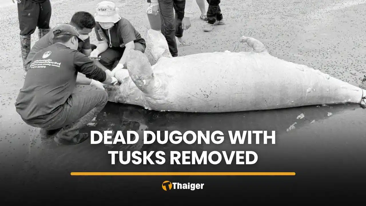 Dead dugong found with both tusks removed in Krabi