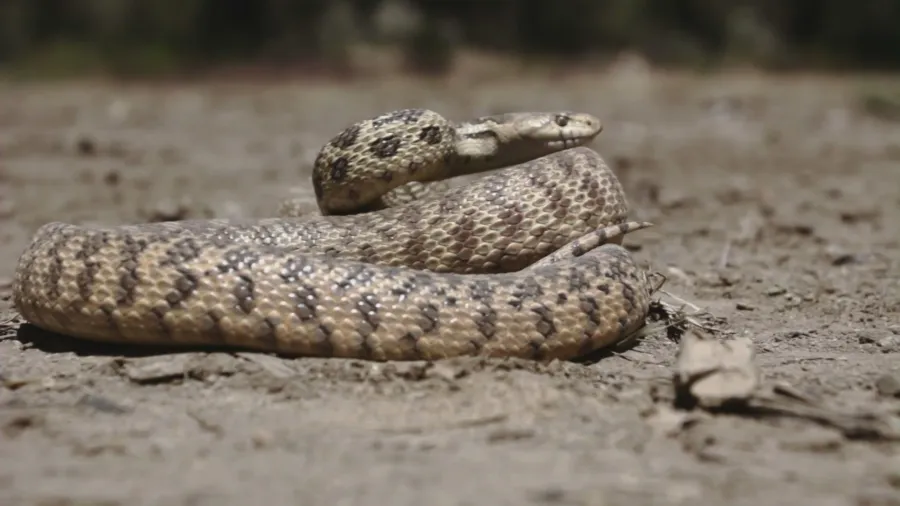 3rd Californian dies from snake bite this year