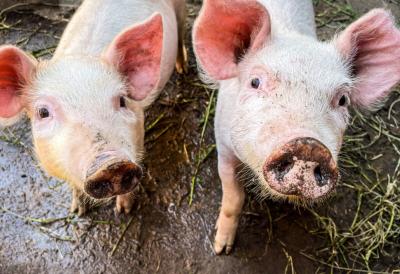 Strah se širi Srbijom: Afrička kuga guta farme, eutanazirano više od 20.000 svinja - stručnjaci otkrivaju da li je meso OPASNO za ljude, a stiže i novi udaracna džep građana