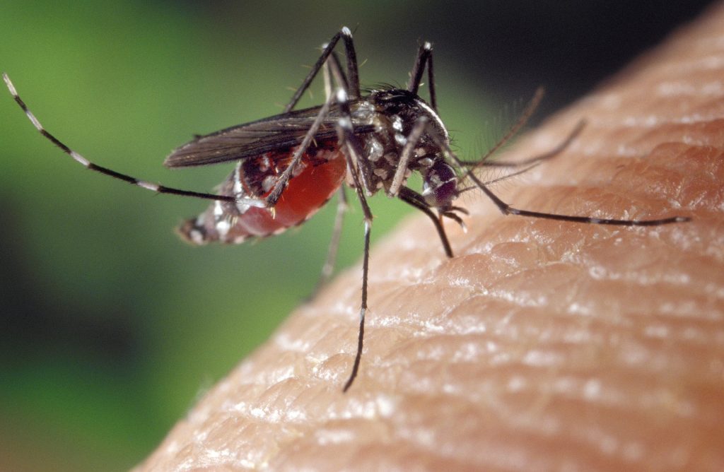 ALARM U VOJVODINI! Groznica Zapadnog Nila potvrđena kod četiri osobe, virus napada mozak i kičmenu moždinu
