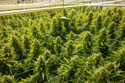 Cannabis & Wellness Expo heads to Little Rock on May 2