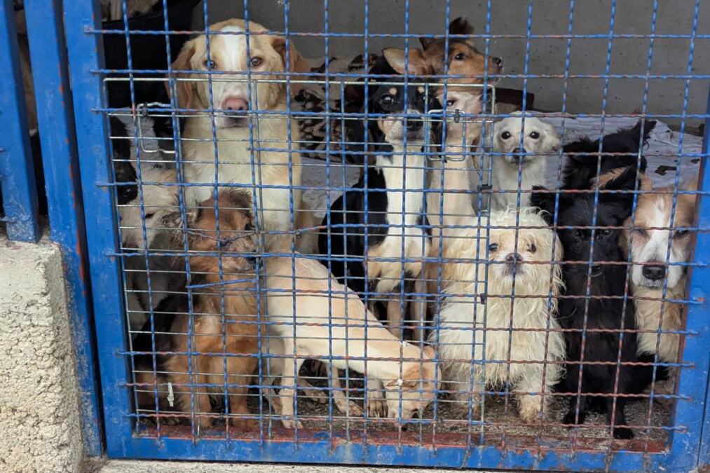 (UZNEMIRUJUĆE) VOLONTERI IZ AZILA ZATEKLI HOROR PRIZOR U KUĆI: Preko 30 leševa pasa ležalo u frižideru, kadi, ormarima: Izgladneli psi jeli jedni druge?