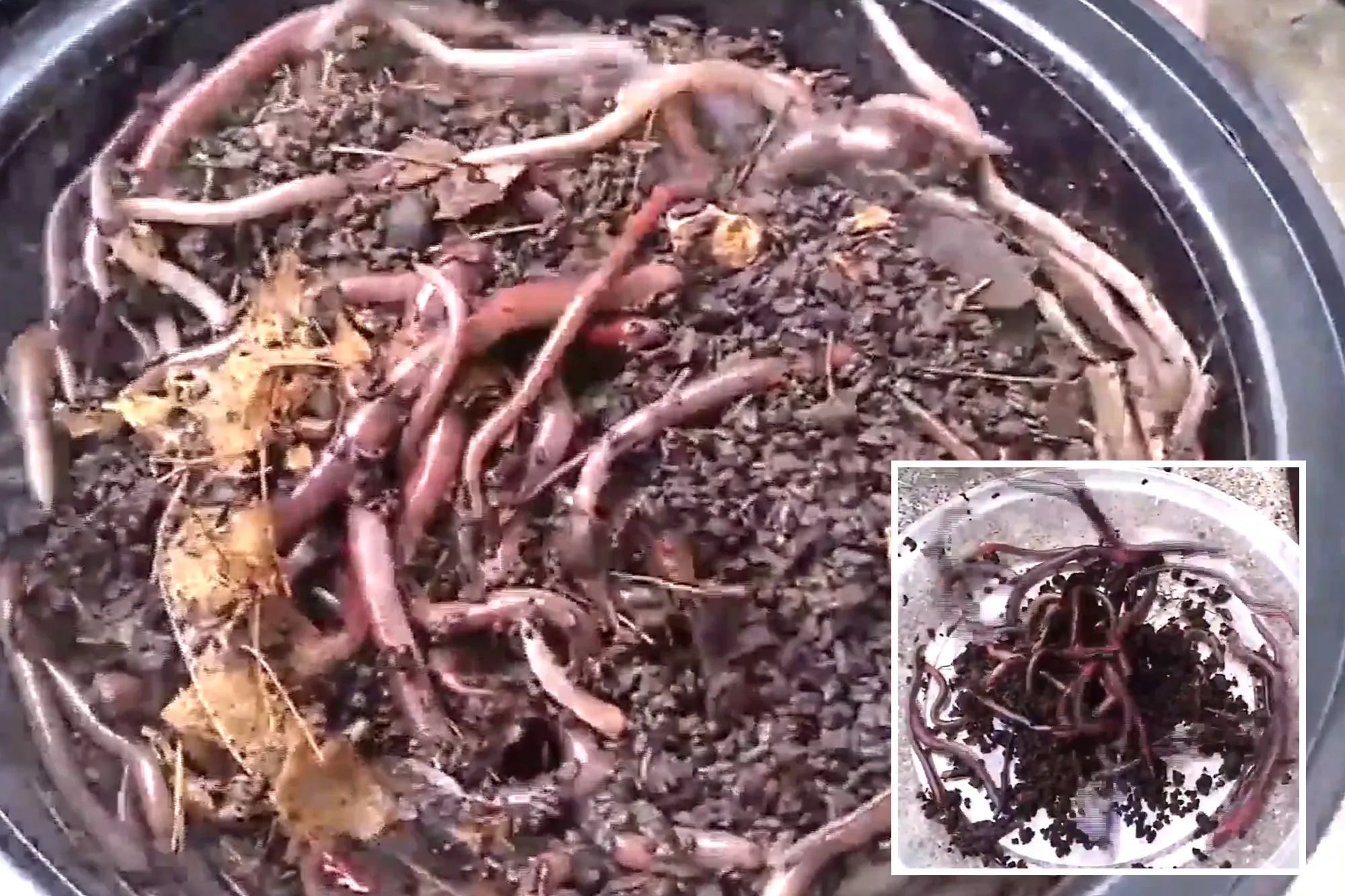 Invasive ‘crazy worms’ confirmed in California, and there’s no way to kill them