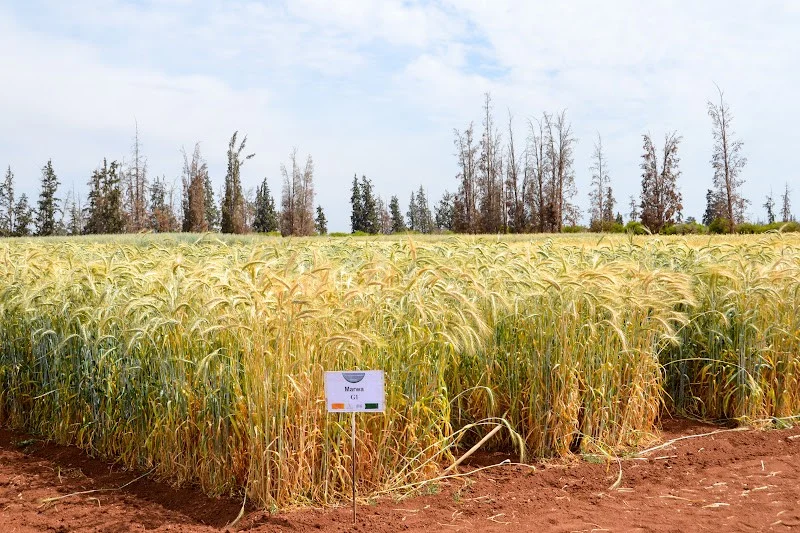 Morocco heads toward biggest grain harvest in years after drought battered seasons