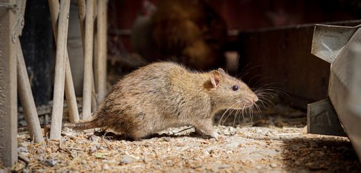 Ratten vertreiben: So werden Sie die Nagetiere schnell wieder los