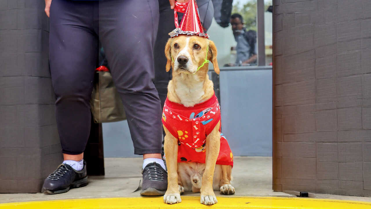 Inauguran primera Clínica Veterinaria Municipal de Bolivia con atención gratuita y a costo social