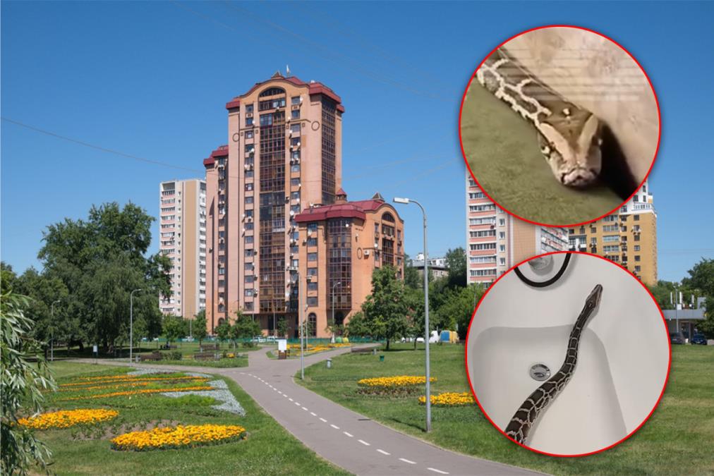 Zmije počele da ulaze i u zgrade: Građani u panici dele snimke - Jezivi prizori, oglasila se struka