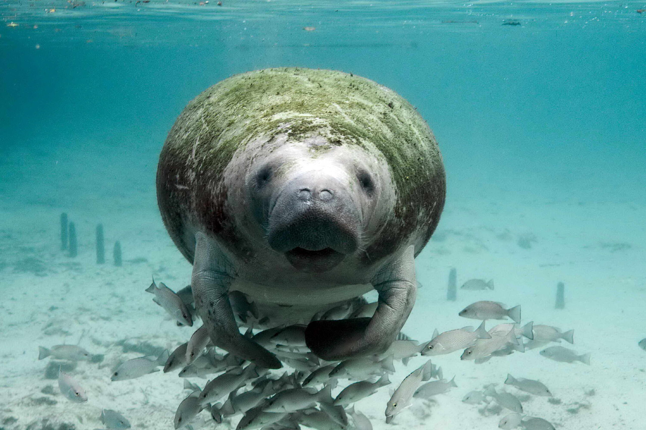 Who is defending Cuba’s threatened species?