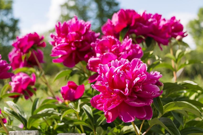 Evo zašto srpski cvet treba da ima svaka bašta: 3 stvari koje se rade u proleće da bi božur cvetao do kasnog leta