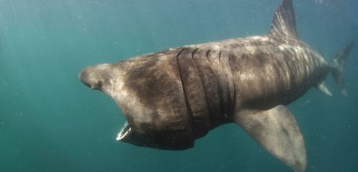 Dänemark – Ålbæk: Seltener Riesenhai am Kattegat angeschwemmt