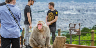 Majmuni počeli da jedu zemlju: Za sve su krivi turisti, a evo i zbog čega