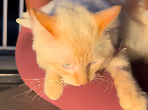 Coco, el gatico fue rescatado y atendido en un punto de ayuda para los animales
