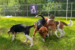 Wisconsin beagle farm closing and hundreds of its dogs will be sent to a Florida rescue group