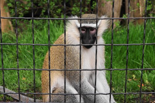 Majmun Luka pobegao iz zoološkog vrta, pa se sam vratio u svoj kavez