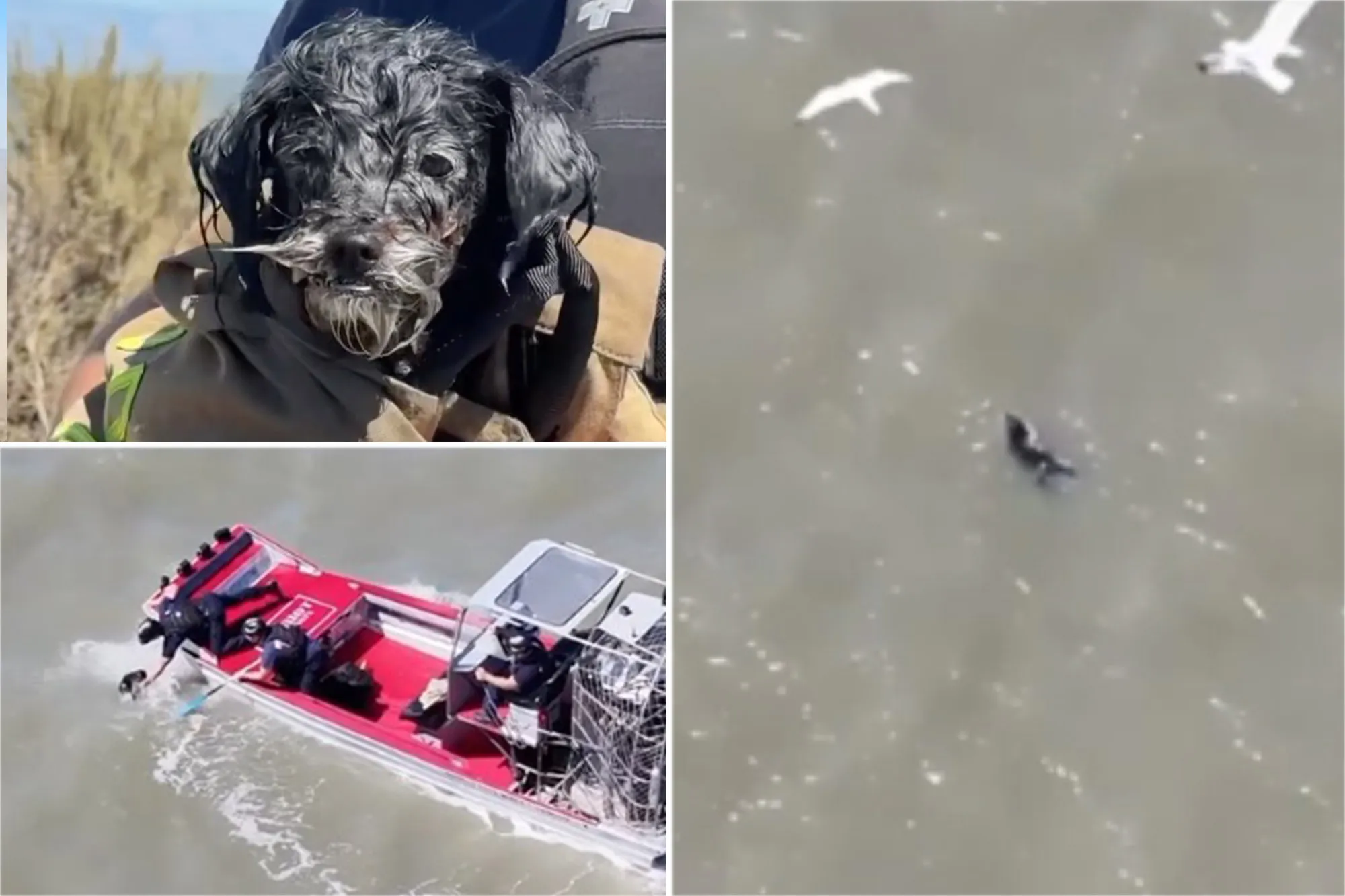 Lost pup found adrift in SF Bay survives seagull attacks before ‘action movie’ rescue
