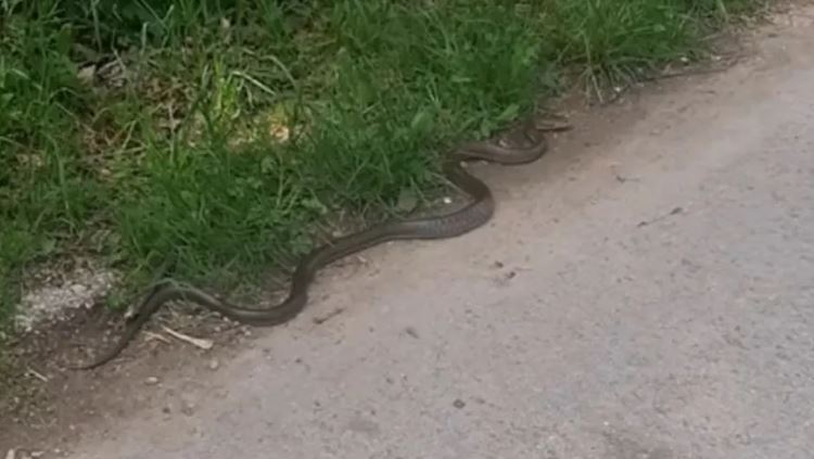 Svi posipaju ovo oko kuće da otjeraju zmije: Stručnjaci kažu šta zaista pomaže, a šta je samo mit