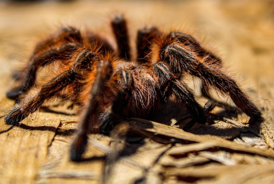 U vozu pronađeno 20 tarantula u paketima