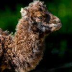Novo zasiluvanje vo ZOO Skopje: se rodi dvogrbo kamilče