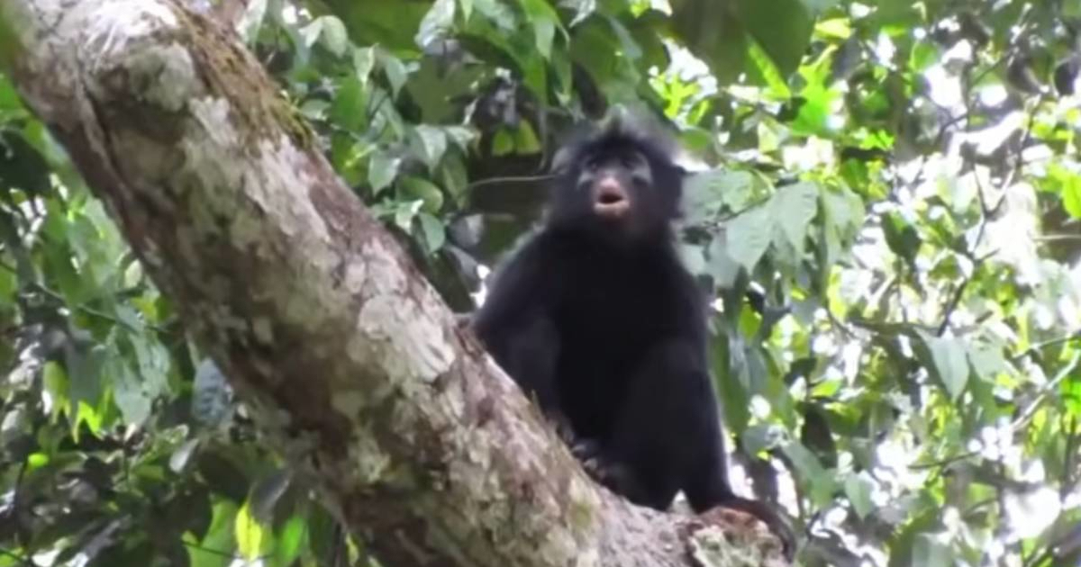 VIDEO Snimili su čudnog majmuna u Kongu. Sad je potvrđeno da je to nova vrsta