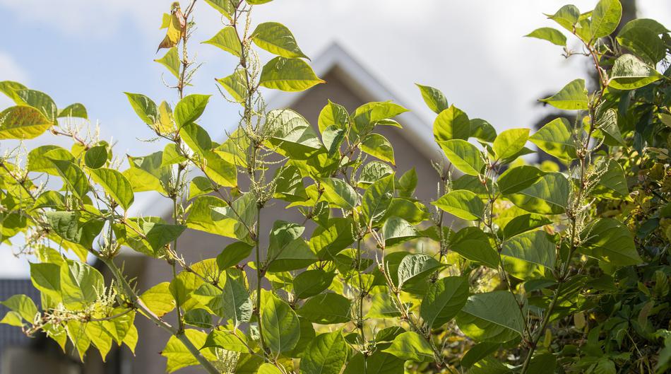 Ova ‘najgora biljka na svijetu’ će srušiti cijenu kuće, a možda i kuću. Širi se i kod nas, a stigla je kao ukrasna biljka