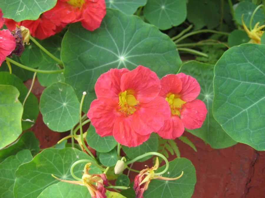 8 valjanih razloga zašto bi svako od nas trebalo da gaji Dragoljuba u dvorištu, a pogotovo u bašti