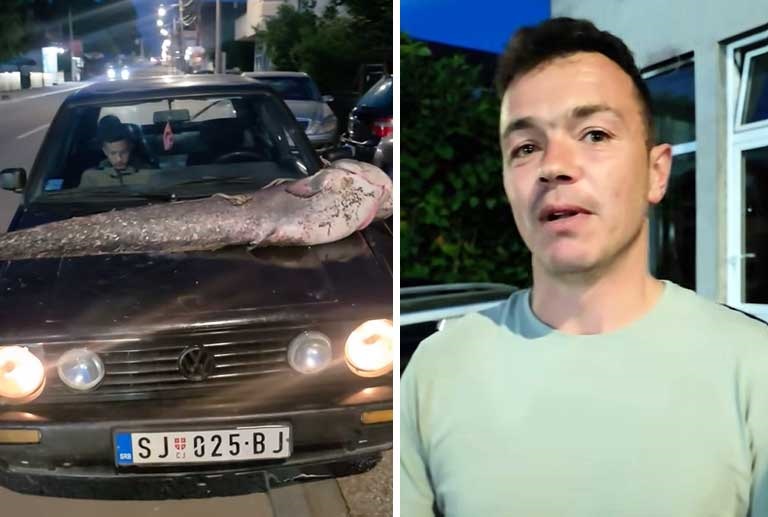 Rekordan ulov u Sjenici: Som od 45 kilograma i dva metra dužine izvučen iz jezera