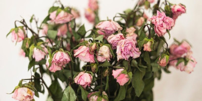 Cveće koje priziva bolesti, svađe i razdor: Narodna verovanja od kojih podilazi jeza