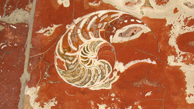 Фосили у московском метроу (ФОТО) 